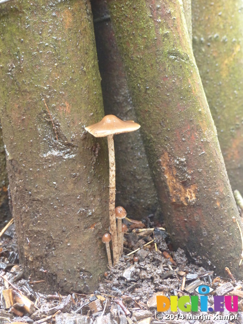 FZ009400 Small mushrooms